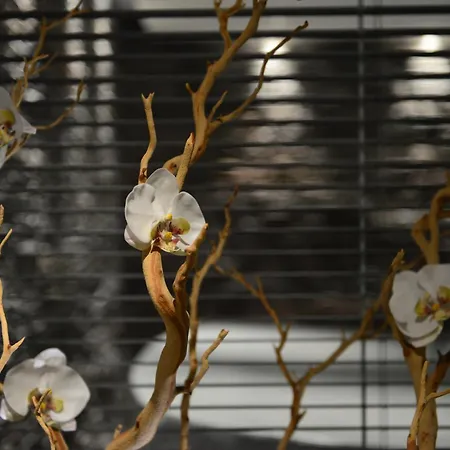 L'orchidee