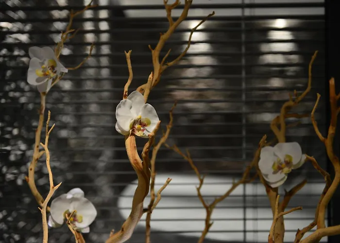 L'orchidee